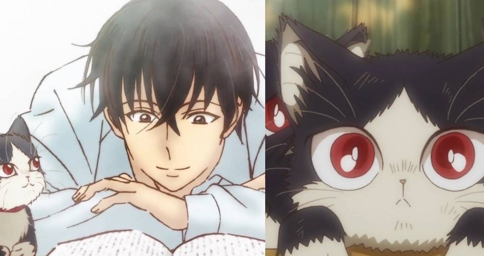 My Roommate Is A Cat 10 Things You Need To Know About Haru Cbr My Roommate Is A Cat 10 Things You Need To Know About Haru Cbr