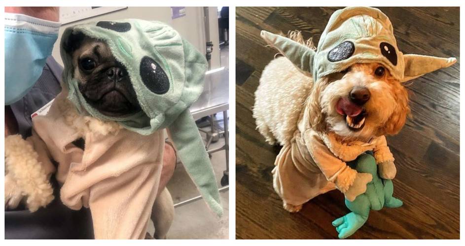 10 Baby Yoda Dog Costumes That Are Just Adorable Cbr 10 Baby Yoda Dog Costumes That Are Just Adorable Cbr