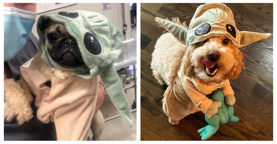10 Baby Yoda Dog Costumes That Are Just Adorable Cbr 10 Baby Yoda Dog Costumes That Are Just Adorable Cbr