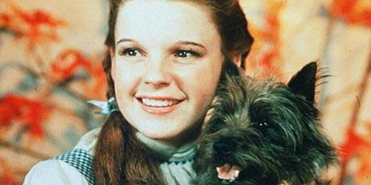 The Wizard Of Oz Dorothy Toto